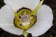 Calochortus gunnisonii - Colorado Mariposa Liy 19-5626